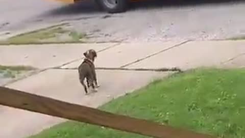 Pet Puppy Waits Patiently For School Bus to Greet Little Boy