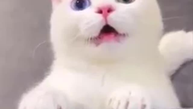 Funny funny kitten