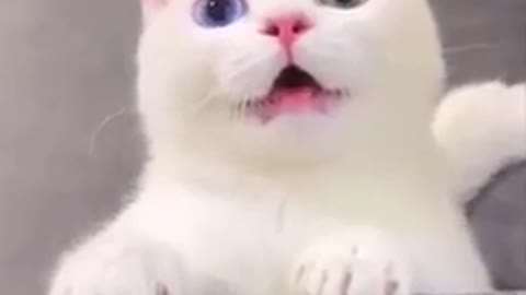 Funny funny kitten