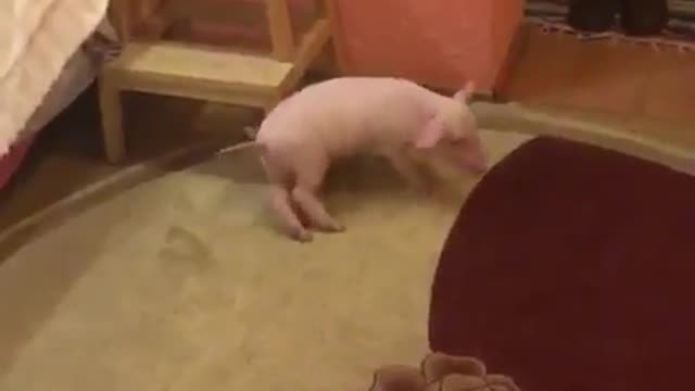 Dance of the pig