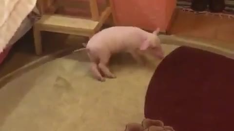 Dance of the pig