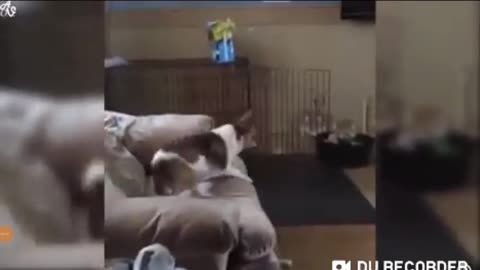 Dog playing in the room