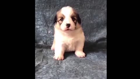 Cute Puppy seeking attention