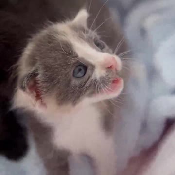precious kitten feeding milk when she crying