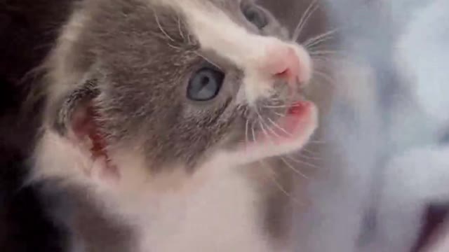 precious kitten feeding milk when she crying