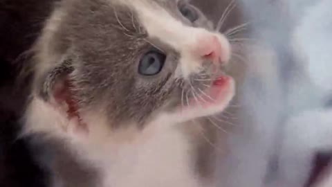 precious kitten feeding milk when she crying 