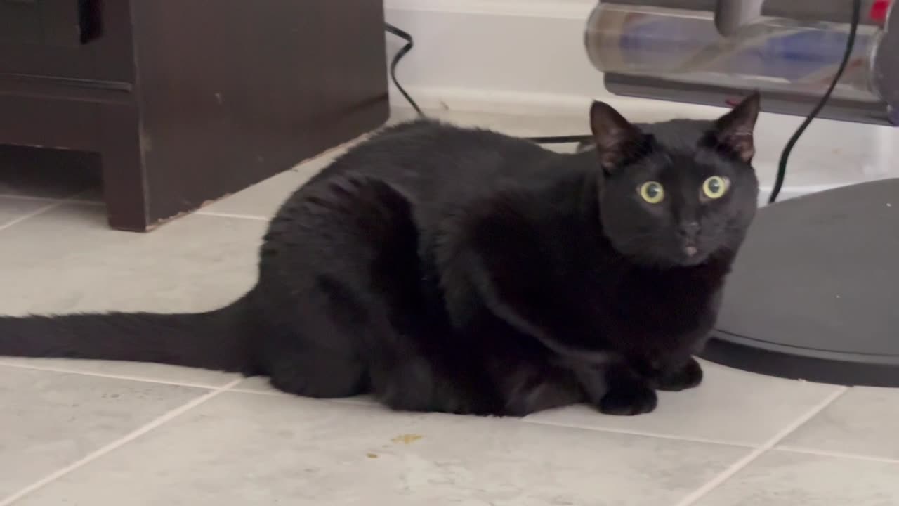 Adopting a Cat from a Shelter Vlog - Cute Precious Piper is Always Worth Recording #shorts