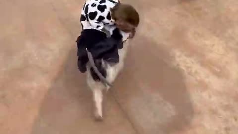 Monkey and pig funny video | best chinese funny video 2021