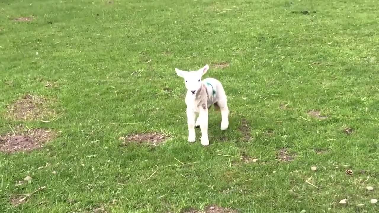 Cute baby lamb has a loud baaaaaa