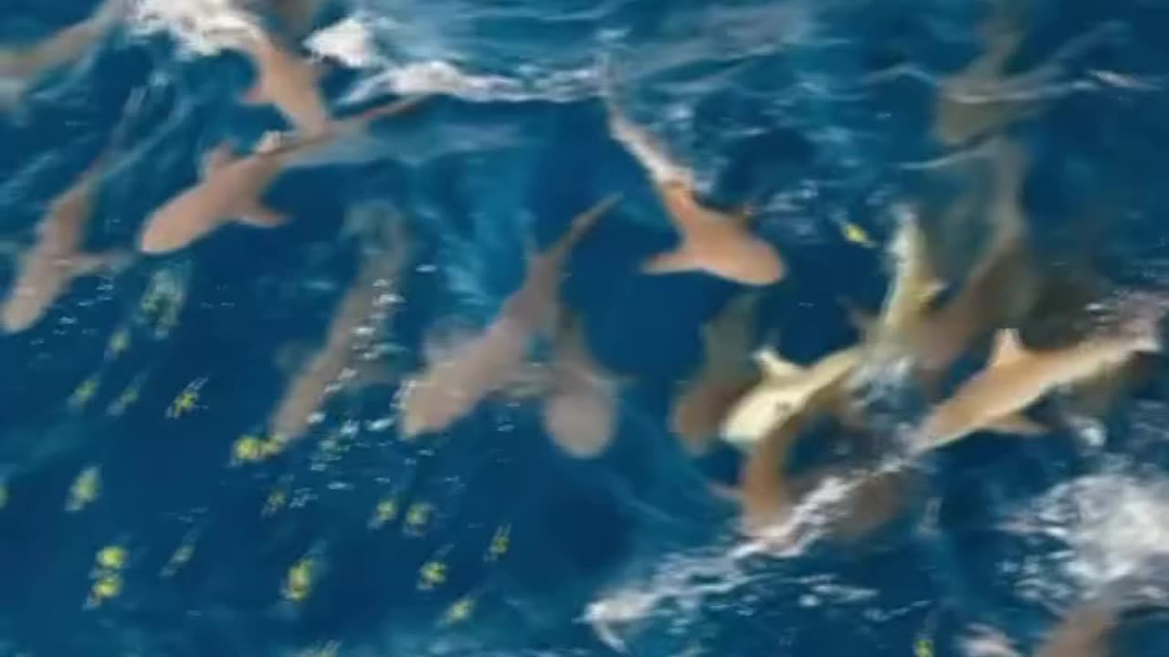 Watch Hundreds Of Sharks Coordinate An Shark Attack