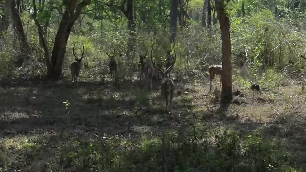 PM Modi visit to Bandipur & Mudumalai | Elephant feeding, Wildlife spotting Forest