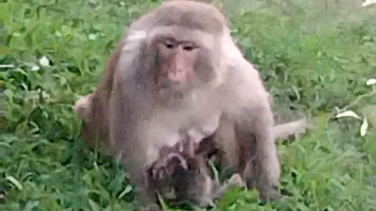 Monkey playing with her kid