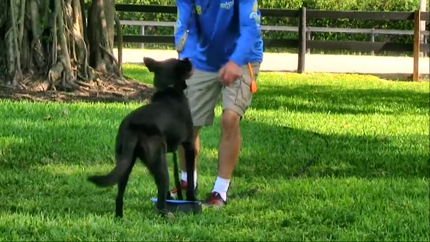 Dog training videos