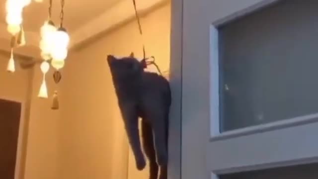 Cute cat are flying | Flying cat |