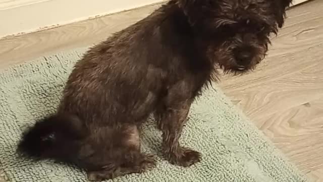 Truffles Mad At Mom For Cutting His Hair