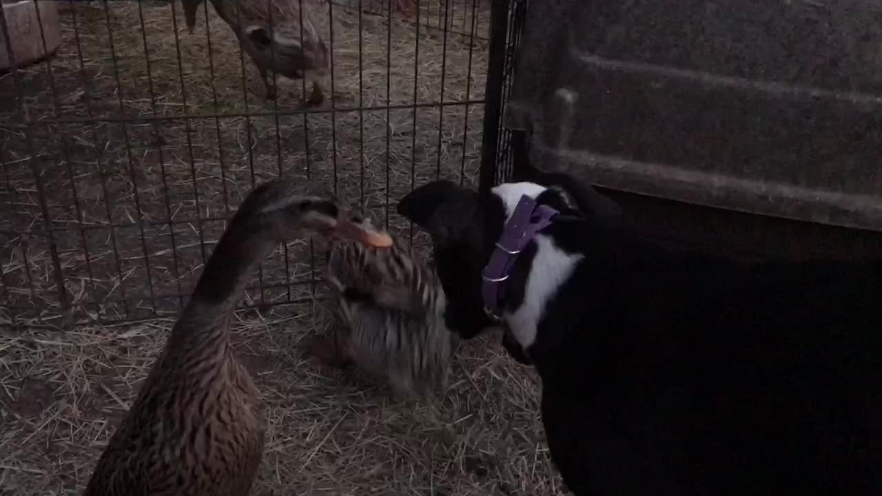 Callie with the ducks