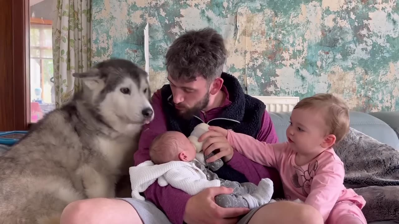 Husky Meets New Family Baby & Falls In Love! 😭💖. [CUTEST REACTION!!]