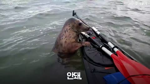 The seal, who was amazed by the kayaking, followed him and said, "Play with me".