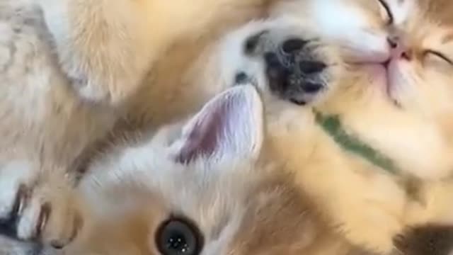 cute cats,funny cats,cute puppies .