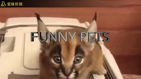 Funny series 01