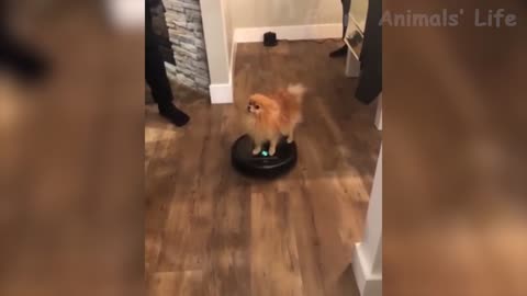 Funniest 😻Cats And 🐶 Dogs - Try Not To Laugh - Funny Pet Animals' Life 😇