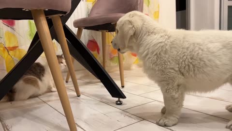 Golden Retriever Meets Cat for the First Time