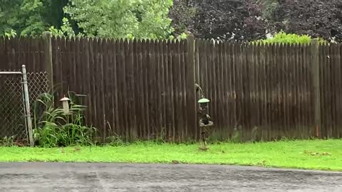 Birds feeding in the rain