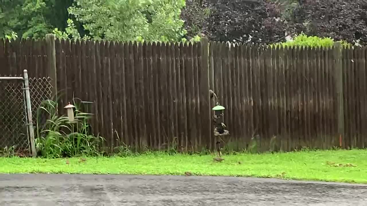Birds feeding in the rain