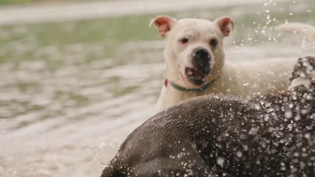 Playful is a loving part of dogs I cherish most, this adorable