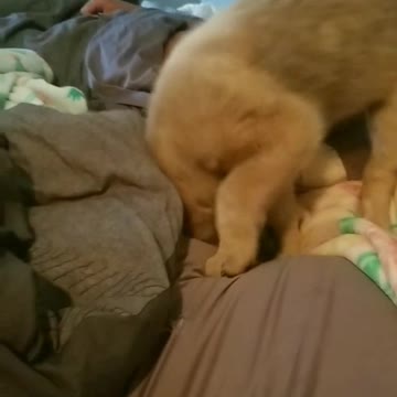 Hilarious pouncing puppy