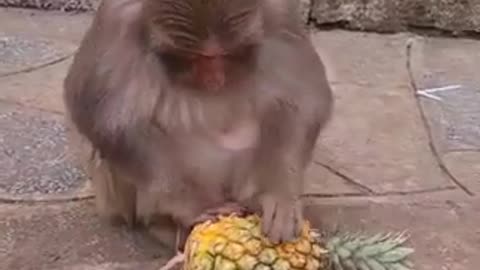 Monkey eating alone, holding pineapple and walking away