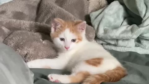 Cats are so cute