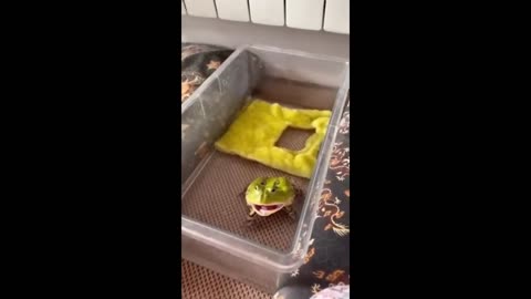 Animal funny videos