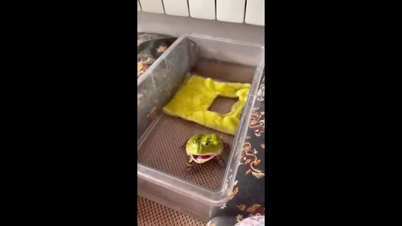 Animal funny videos