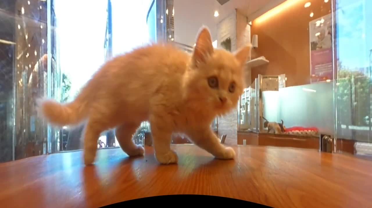 Cat 子猫360° @pet shop