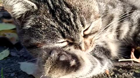 A cat licks himself after eating