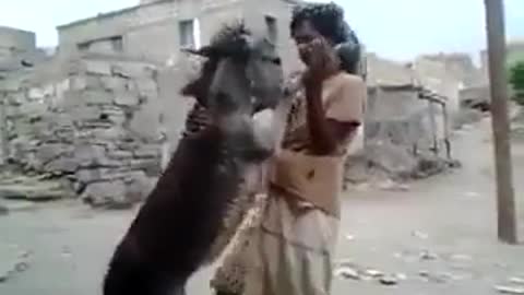 funny man dancing with donkey