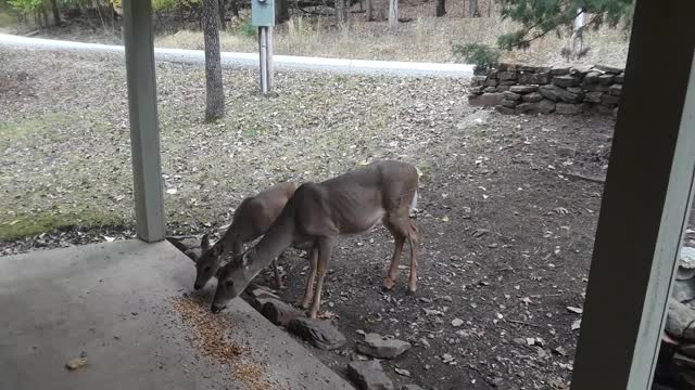 Caretaker trains new addition to her deer herd