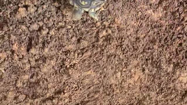 Leopard Tortoise Handling