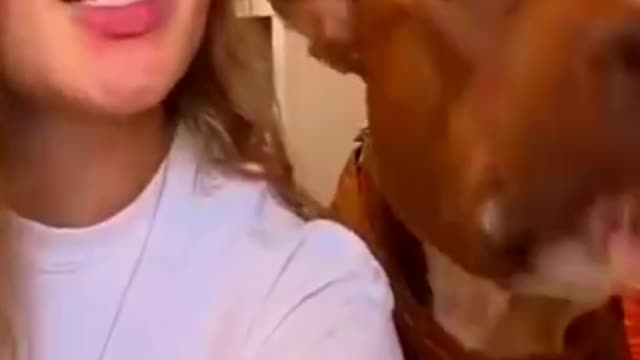 Funny Dog Videos 2021🙈 Best Funny Ddog videos 🐶