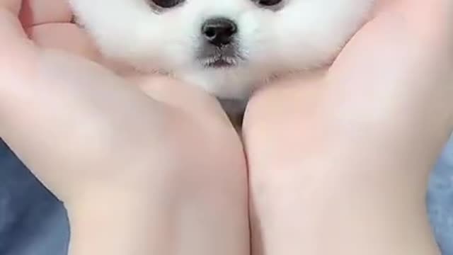 Baby dogs _cut and funny Dogs 😘😘😘