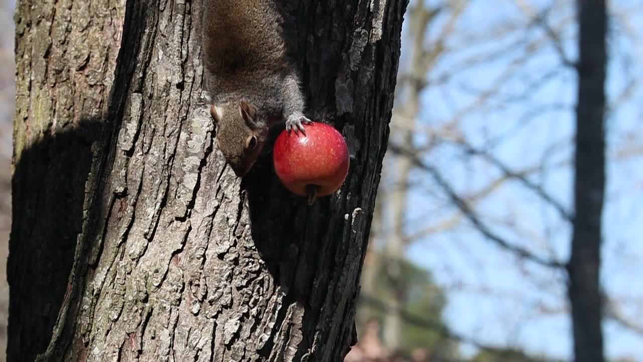 The Squirrel eat the apple