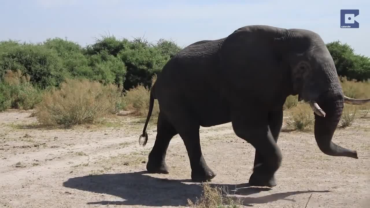 Elephant's Fight