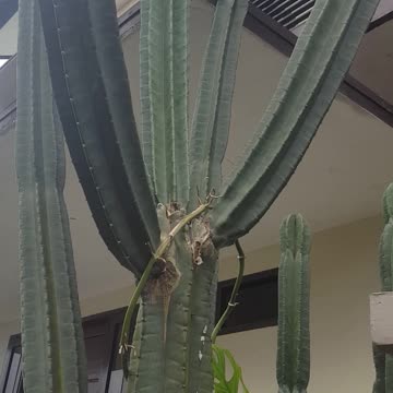 Giant cactus I found in front of the house