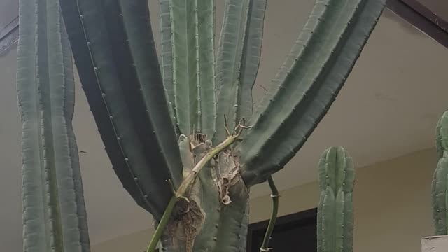 Giant cactus I found in front of the house