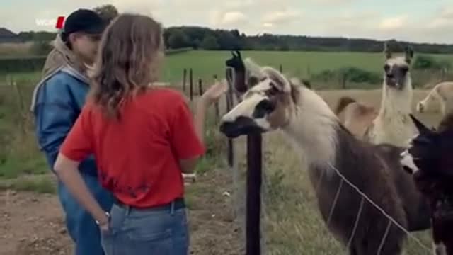 Lamas reagieren auf Sendemasten (WDR 2017)