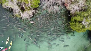 Herd of Manatees Trying to Keep Warm During Winter