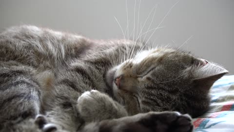 fluffy kitten sleeping