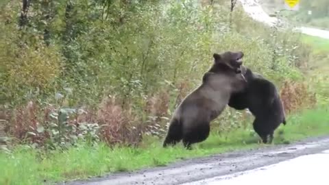 Epic grizzly bear fight