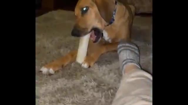 Best Of The 2022 Funny Animal Videos